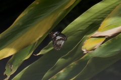Danaus affinis