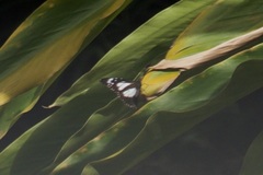 Danaus affinis