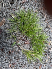 Dichanthelium aciculare