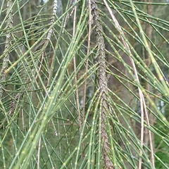 Casuarina equisetifolia