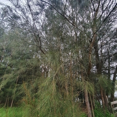 Casuarina equisetifolia