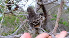 Banksia menziesii