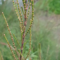 Casuarina equisetifolia
