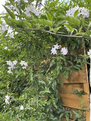 Solanum laxum