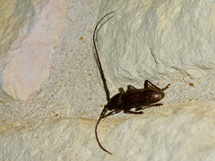 Cerambycinae
