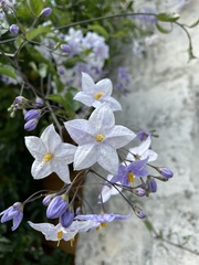 Solanum laxum