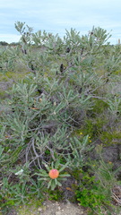 Banksia menziesii