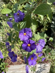 Lycianthes rantonnetii