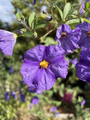 Lycianthes rantonnetii