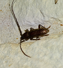 Cerambycinae