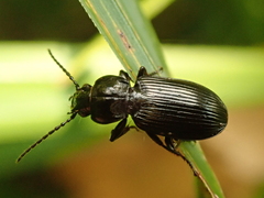 Pterostichus nigrita