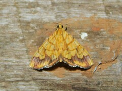 Cryptosara caritalis