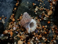 Turritriton labiosus