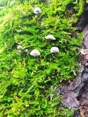 Mycena corticola