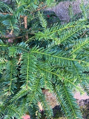 Taxus