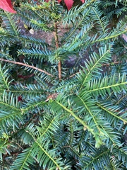 Taxus