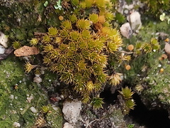 Rosulabryum