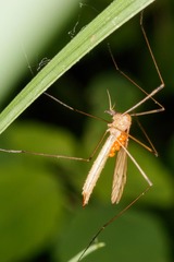 Limonia phragmitidis