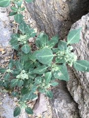 Chenopodium vulvaria
