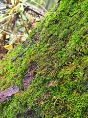 Amblystegium serpens