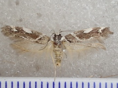 Macrobathra heminephela