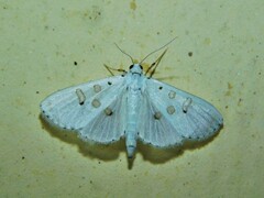 Palpita