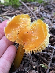 Hygrocybe acutoconica