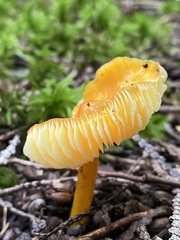 Hygrocybe acutoconica