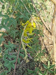Crotalaria agatiflora
