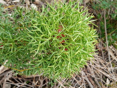Isopogon ceratophyllus