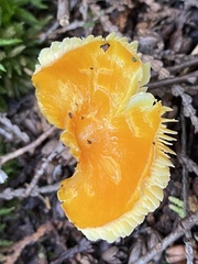 Hygrocybe acutoconica