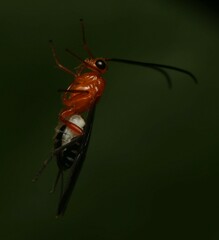 Braconinae