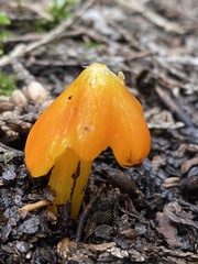 Hygrocybe acutoconica