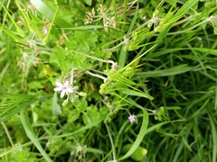 Erodium moschatum
