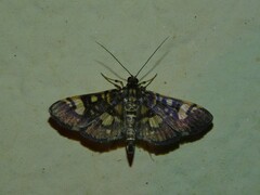Pardomima