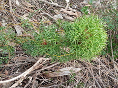 Isopogon ceratophyllus