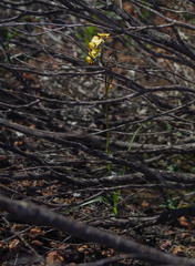 Diuris brumalis