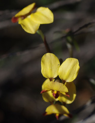 Diuris brumalis