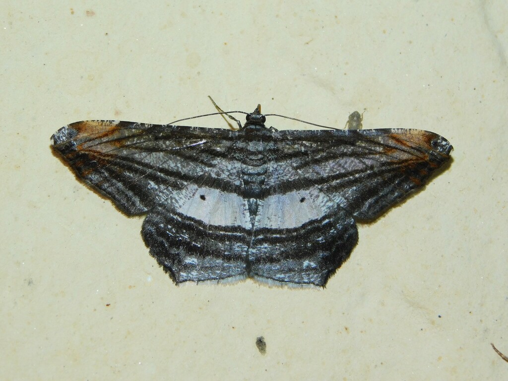 Chiasmia fulvisparsa