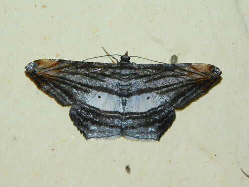 Chiasmia fulvisparsa