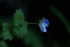 Veronica persica