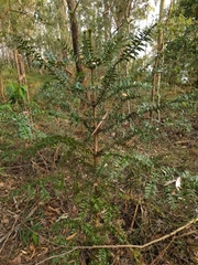 Araucaria bidwillii
