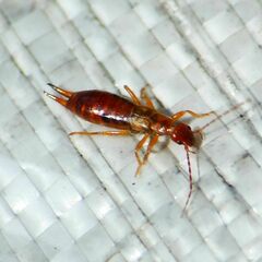 Apterygida albipennis