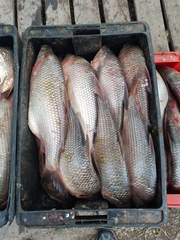 Prochilodus lineatus