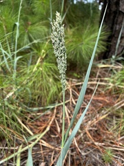 Panicum amarum