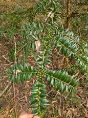 Araucaria bidwillii