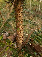 Araucaria bidwillii