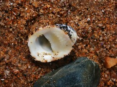 Nerita albicilla