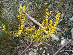 Acacia spinescens