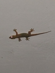 Gehyra mutilata